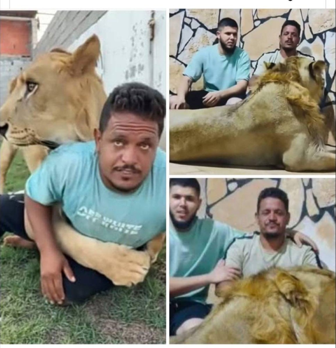 من دعابة إلى السجن.. حبس ليبي أطلق أسداً على عامل مصري