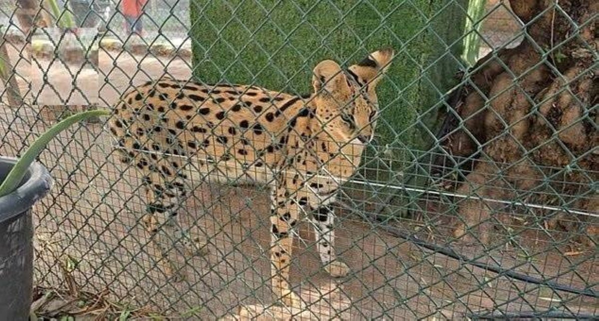 إسبانيا تكتشف شبكة لتهريب الحيوانات النادرة بحديقة غير قانونية