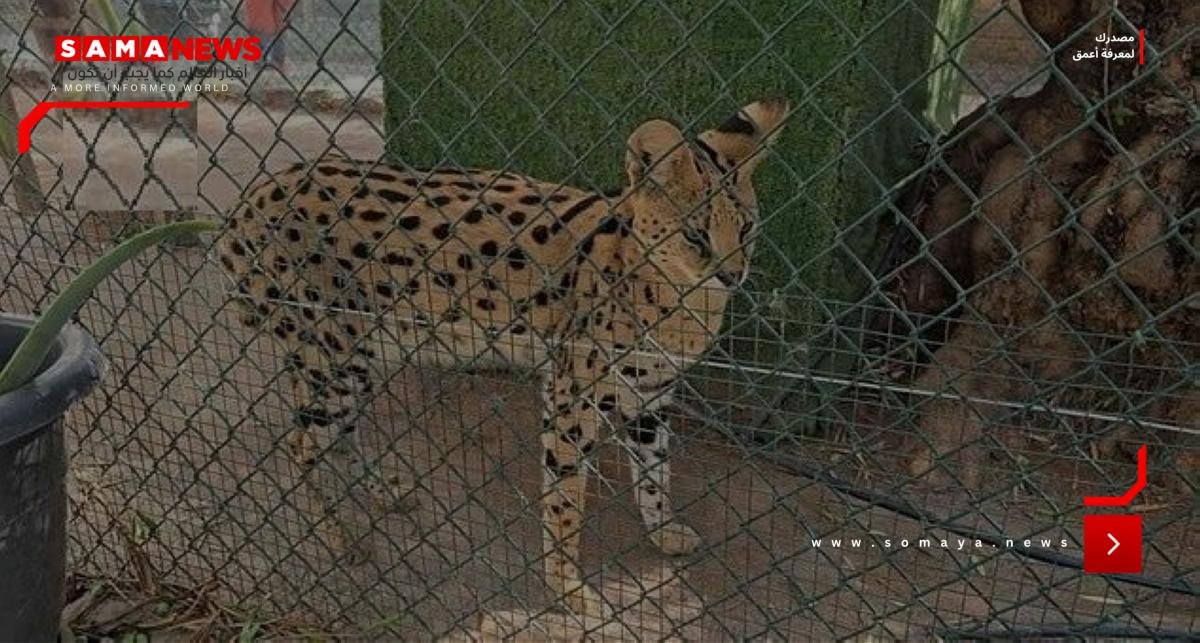إسبانيا تكتشف شبكة لتهريب الحيوانات النادرة بحديقة غير قانونية