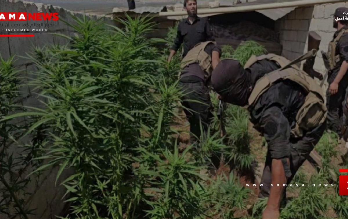 الأمن السوري يضبط مزرعة للمخدرات بريف حلب
