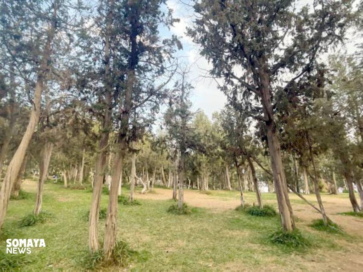 المملكة تستضيف الدورة الـ27 لهيئة الغابات والمراعي في الشرق الأدنى