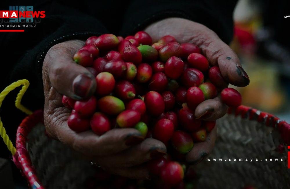 مليون شجرة بُن مثمرة في السعودية.. تنتج 870 طناً