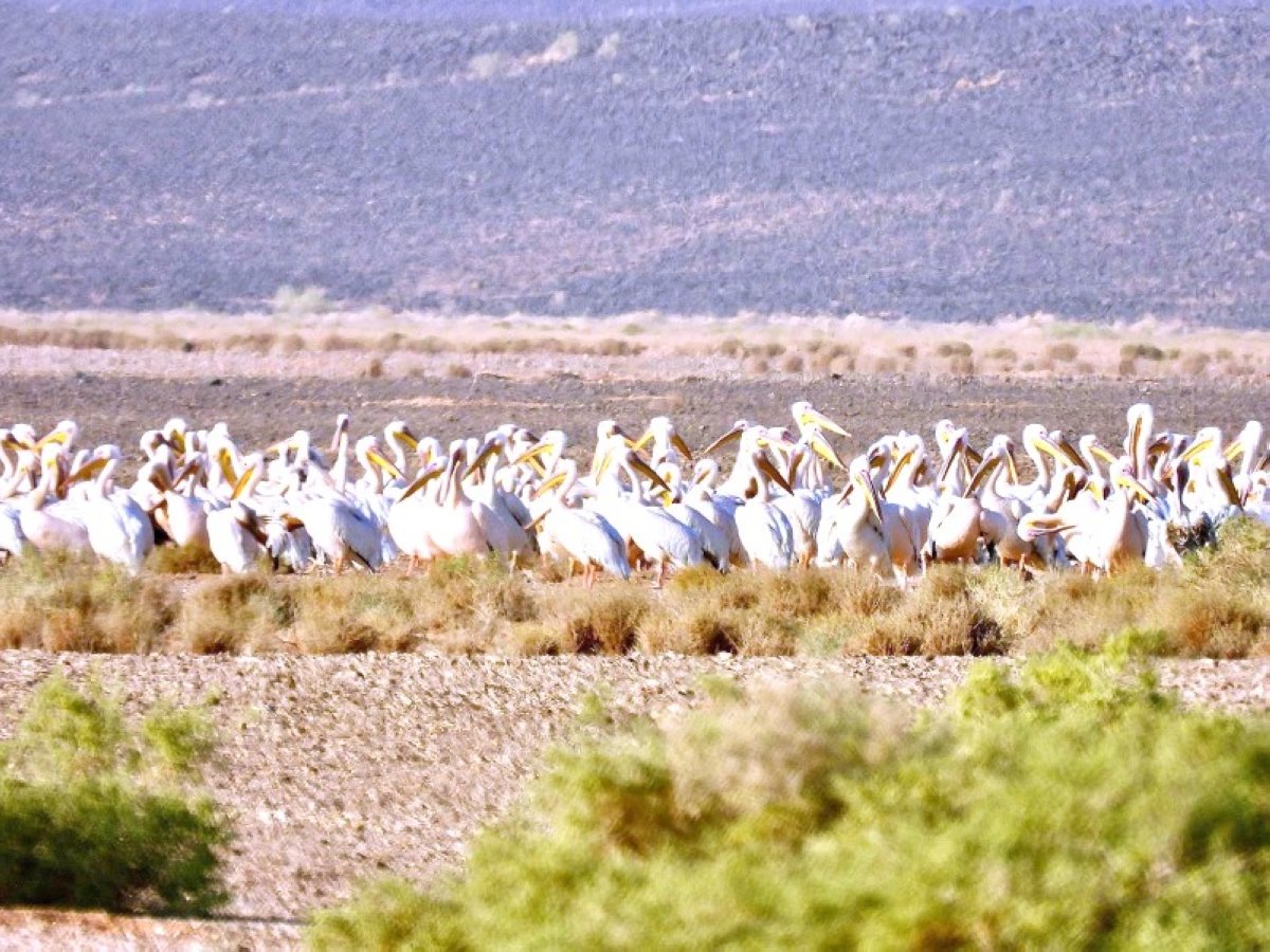 عودة البجع الأبيض لمحمية الملك سلمان الملكية تسر عشاق الطبيعة
