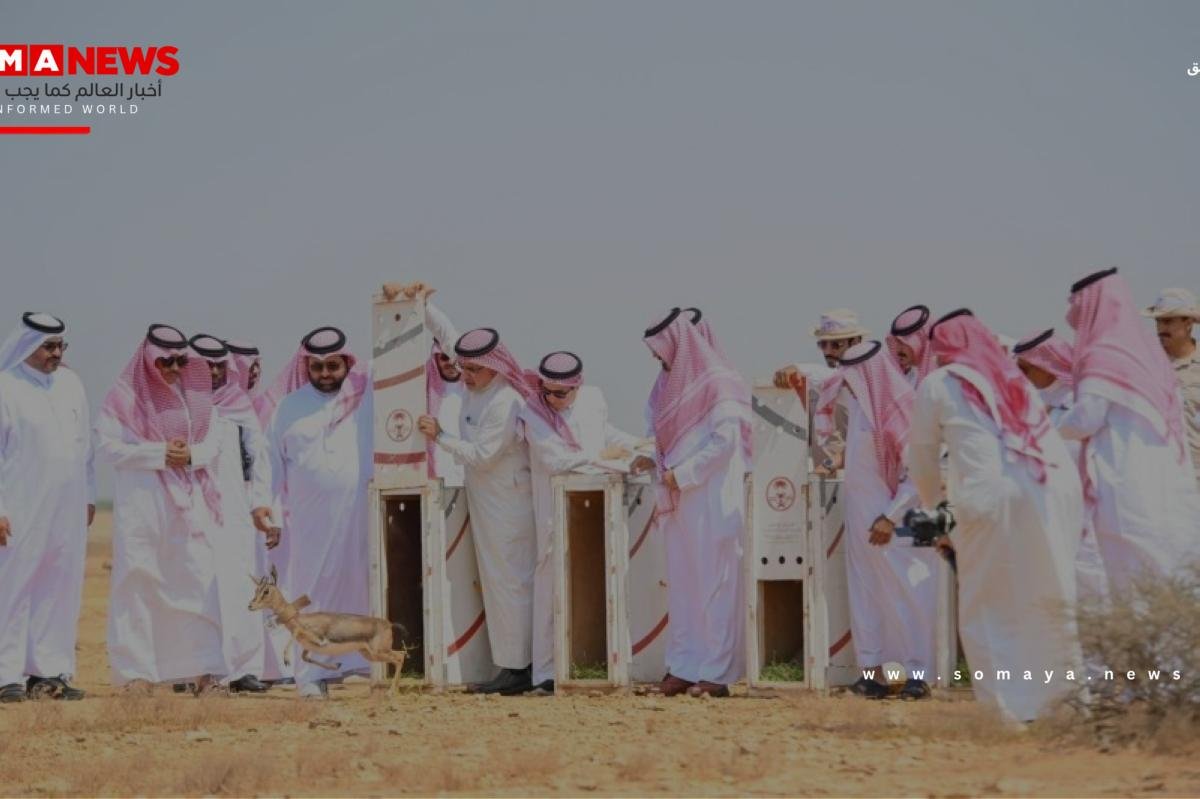 أمير جازان يُطلق «ظباء الأدمي» بمحمية جزر فرسان