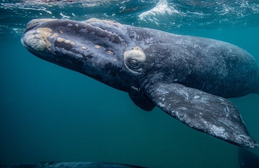 أسطورة فرانكنشتاين تعود إلى الواجهة مع عرض نتفليكس الجديد.. هل يمكن إحياء الموتى؟