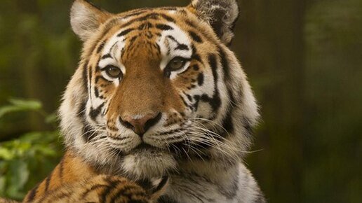 روسيا تعيد النمور الآسيوية والفهود الثلجية من حافة الانقراض