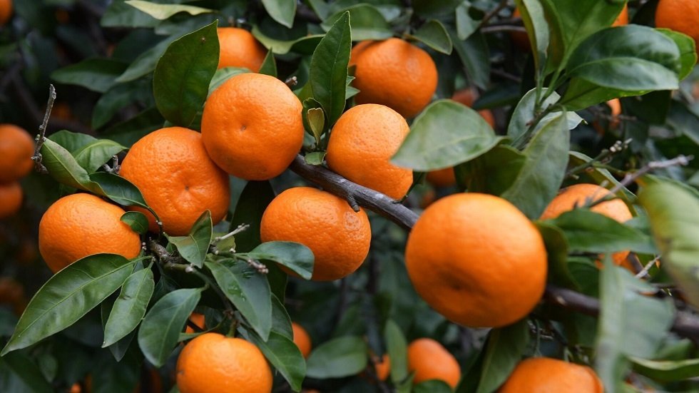 اليوسفي: فوائده الصحية ومخاطره المحتملة.. إرشادات مهمة لمرضى المعدة