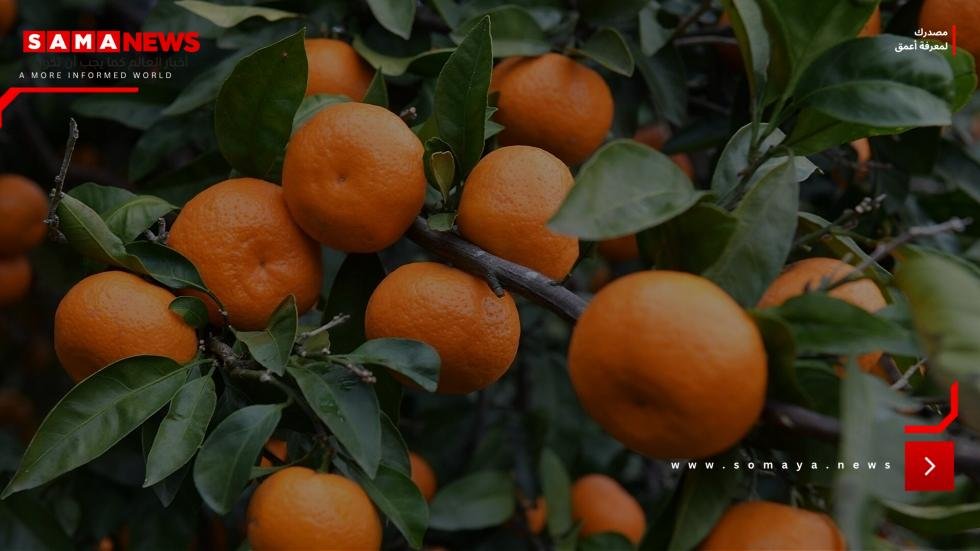 اليوسفي بين الفوائد والمخاطر.. نصائح هامة لمرضى المعدة