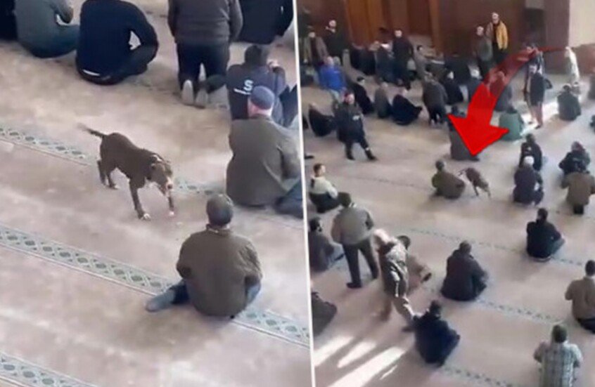 العراق: وفاة شاب متأثرًا بعضة كلب تشعل جدلًا واسعًا في البلاد (فيديو)
