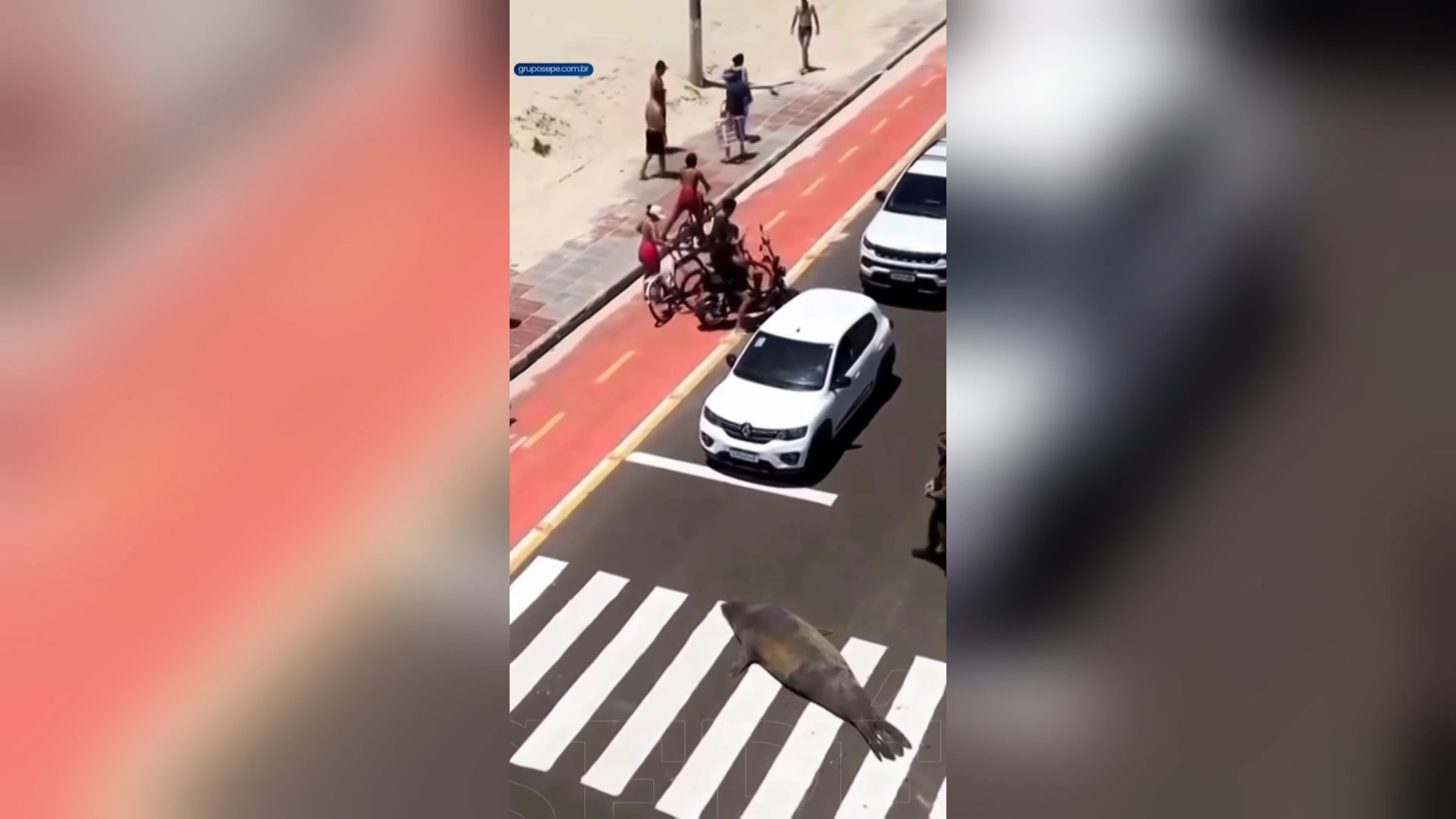 مشهد نادر يثير الدهشة: أسد بحر يغادر المحيط ويتجول في شوارع البرازيل