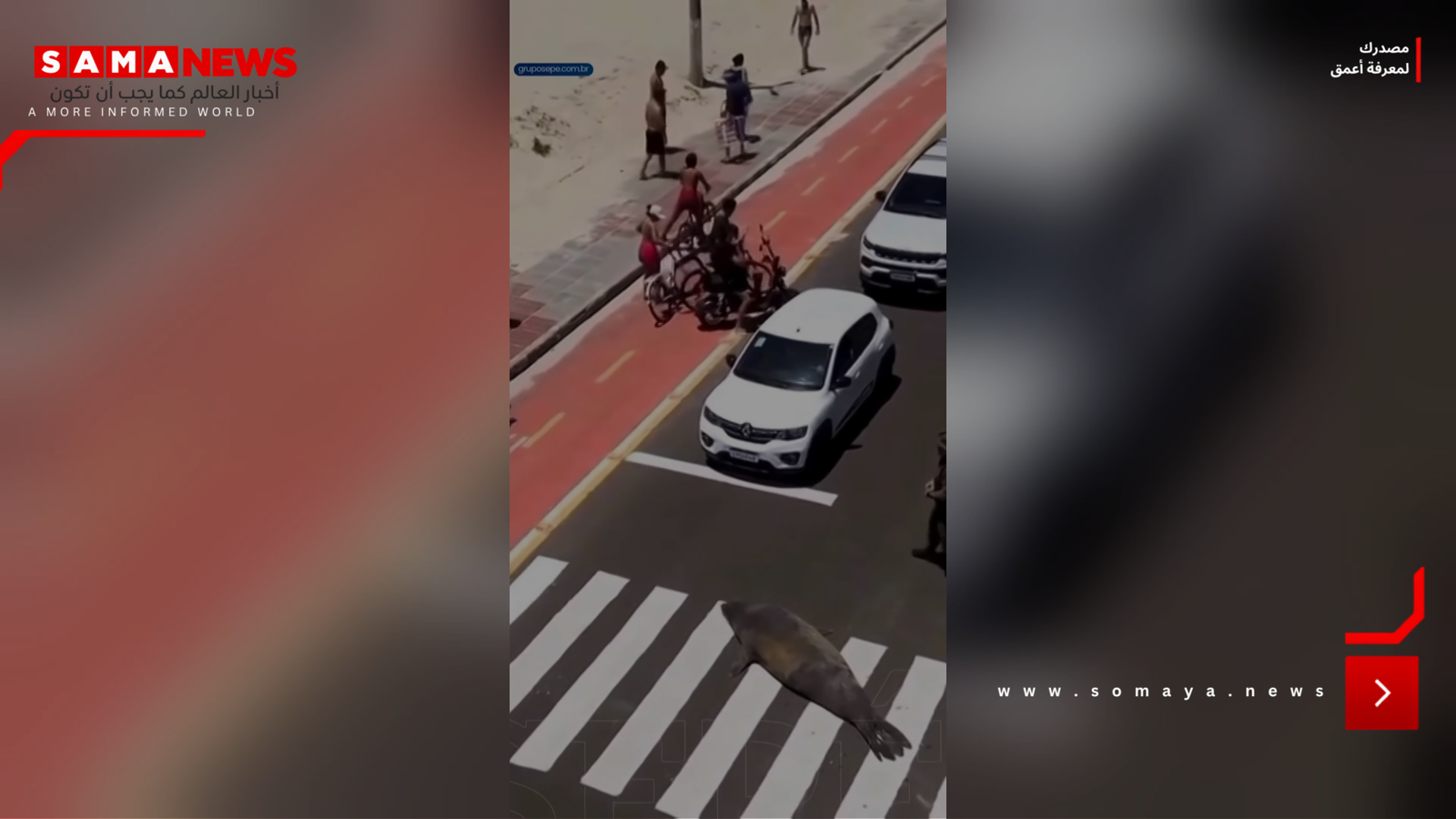 أسد بحر يترك المحيط ليتجول في الشوارع البرازيلية