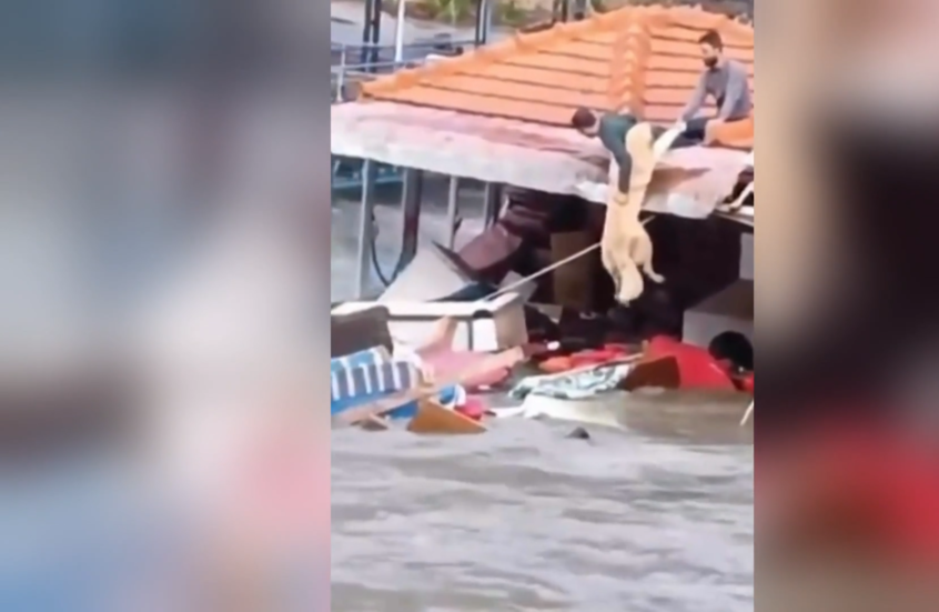 لقطات صادمة في غازي عنتاب.. سيارة تقتحم شجارا دمويا بين أجانب وتدهس المشاركين (فيديو)