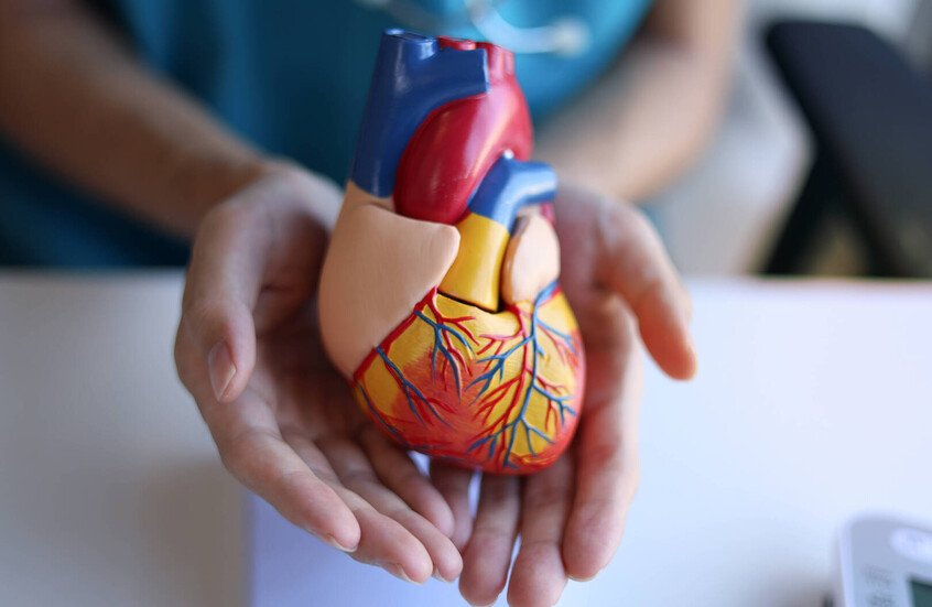 دراسة: مركبات البطيخ الطبيعية تدعم صحة القلب والأوعية الدموية
