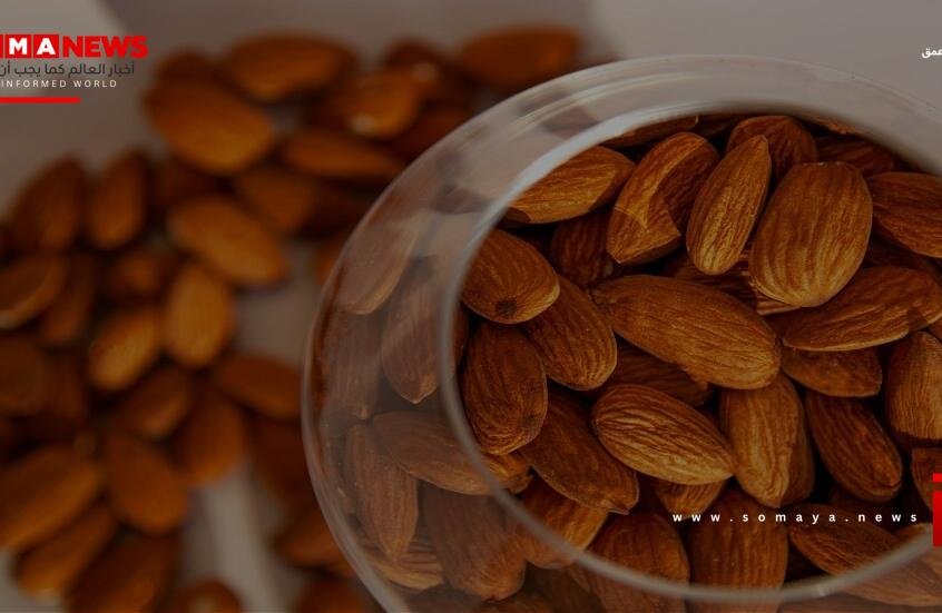 تجربة سريرية تظهر فوائد اللوز للمصابين بالسمنة