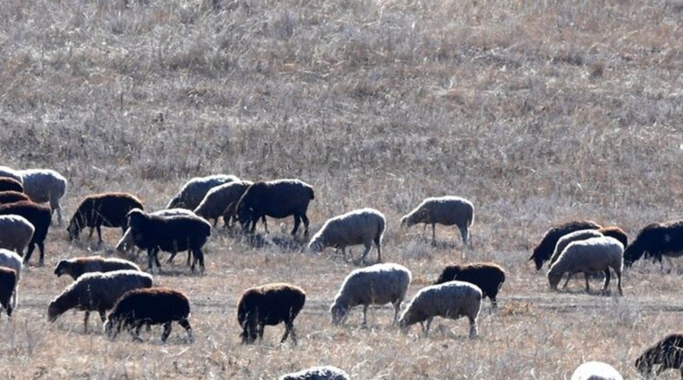 سوريا: وفاة شاب ونفوق أغنام في جرابلس جراء صاعقة رعدية