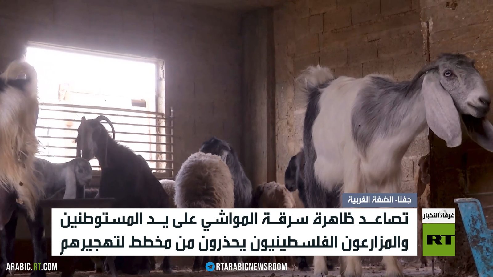 تقارير: اعتداءات المستوطنين في الضفة الغربية تُوصف بأنها نهج منظم