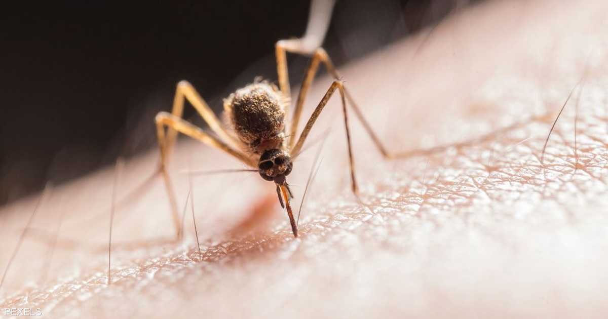 صيف بلا لدغات.. خبراء يكشفون 5 طرق ذكية للوقاية من البعوض