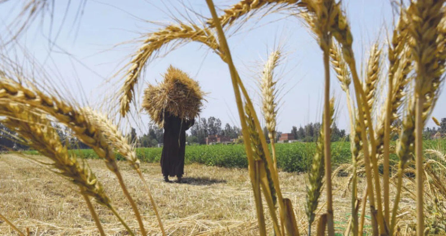 مصر تتجه نحو الاكتفاء الذاتي من قمح الخبز بحلول 2028 ضمن خطة لتوطين الإنتاج