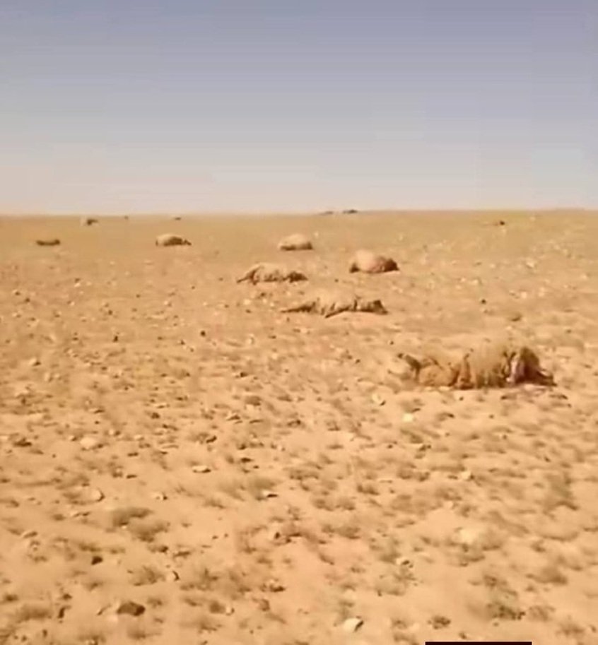 نفوق مئات الأغنام في بادية تدمر نتيجة نبتة سامة