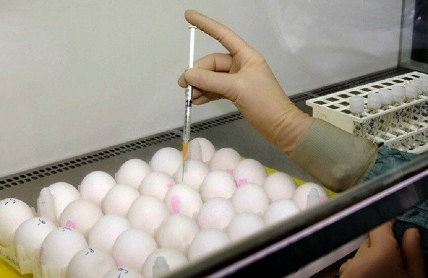 علماء روس يطورون بيضاً خالياً من البروتين المسبب للحساسية