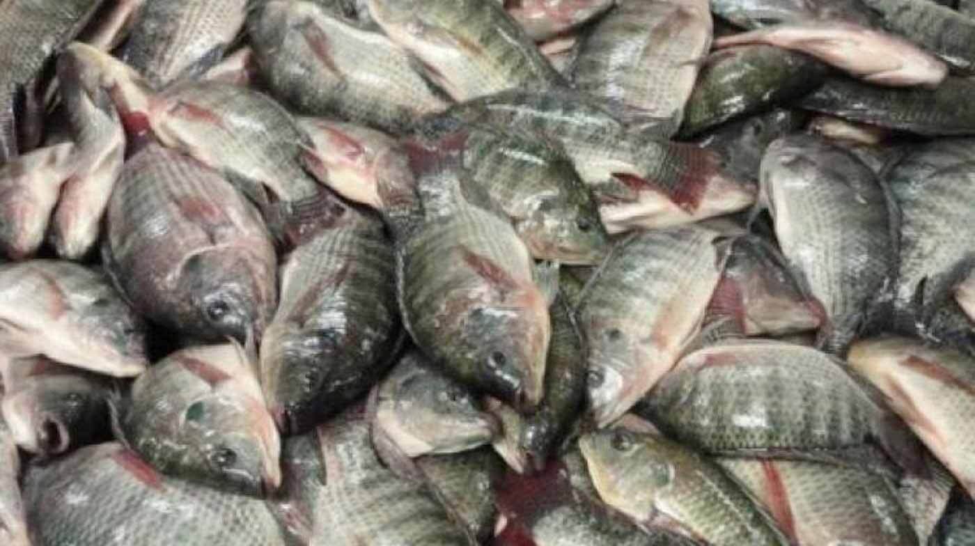 مصر.. ضبط مواد سامة داخل مصانع أسماك