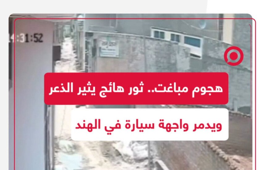 ثور هائج يثير الذعر في مدينة صينية ويطرح شخصين أرضًا