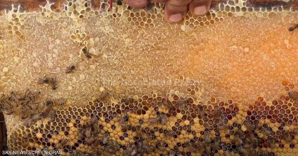 نحّالو غزة يعيدون بناء خلاياهم وسط الدمار