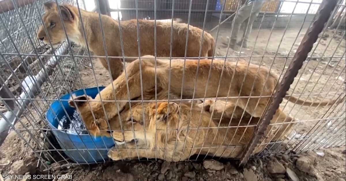 فيديو.. رحلة شاقة من رفح إلى النصيرات لإنقاذ حيوانات غزة من الحرب