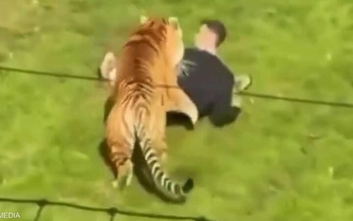 دخل حظيرة النمور.. هجوم قاتل بحديقة بريطانية