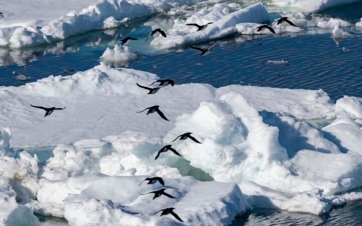 الأرقام لا تكذب.. عالمة روسية تتحدث عن عواقب ذوبان