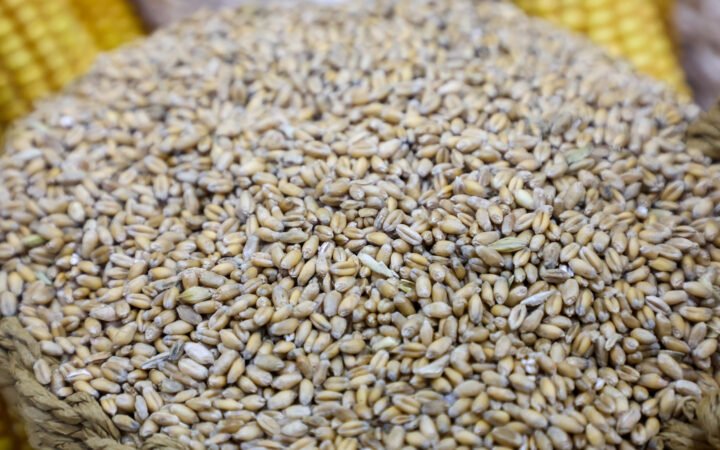 سوريا.. تأخر صرف مستحقات القمح في الجزيرة يهدد الموسم الجديد والفلاحون يرفعون الصوت