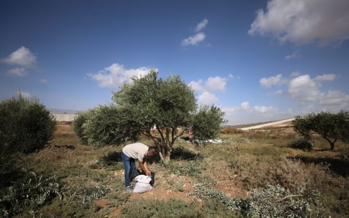 حاخام بن غفير الروحي يشرعن نهب المستوطنين لمحصول الزيتون الفلسطيني