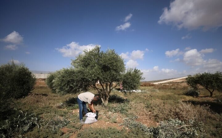 إذاعة الجيش الإسرائيلي: السماح بقطف الزيتون في مناطق بجنوب لبنان بمشاركة عمال سوريين