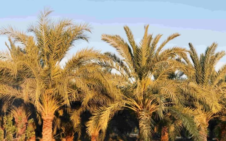 مصر تتصدر دول العالم في إنتاج التمور