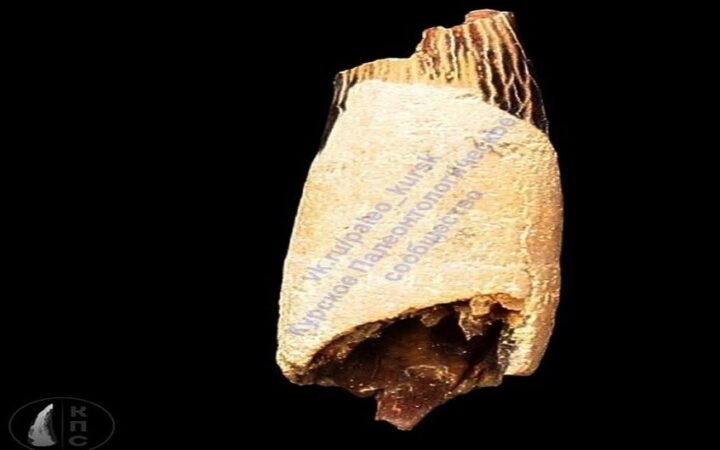 روسيا.. العثور على سنّ ديناصور طائر عمره نحو 100 مليون سنة في مقاطعة كورسك